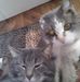 Anne Owens - Facebook