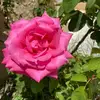 annepembertonbern - @annepembertonbern - TikTok