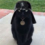 Anne Perryman - @chatnoir62 - Instagram