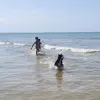 porcinette - @annepiazza2 - TikTok