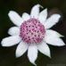 Anne Pollard - Facebook