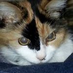 Anne Prentice - @anneprentice - Instagram