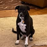 Anne Prentice - @charlottefpthedog123 - Instagram
