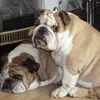 Anne Prosser - @anne.prosser - TikTok