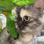 Anne Raine II - Facebook