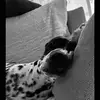 AR - @anne.reevee - TikTok