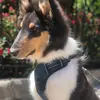 Anne Richmond - @samwisethecollie - TikTok
