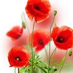 Anne Rigby - Facebook