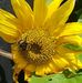 Ann Rutledge - Facebook