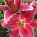 Anne Schafer - Facebook
