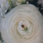Anne Serrano - @atelier_coccinelle_anglet - Instagram