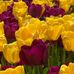 Anne Shields - Facebook