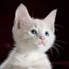 Anne Shields - @anne.shields - TikTok