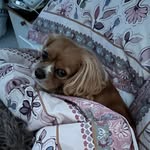 Ann Shortall - @annshortall - Instagram