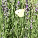 Anne Shortall - @ashortall1 - Instagram