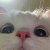 𝑺𝒊𝒍𝒗𝒆𝒓𝒂𝒏𝒏𝒆🌷͙֒ - @silveranne7 - TikTok