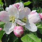 Anne Slater - @chinbrookmeadows - Instagram