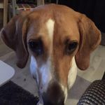 Anne Steele - @meg_trailhound - Instagram