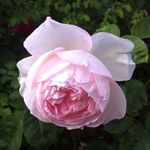 Anne Stine - @annestinefilskov - Instagram
