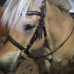 Anne Stine 🐶 - @annestine_eq - Instagram