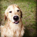 Anne Strickland - @annecstrickland - Instagram