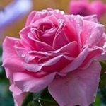 Ann Strother Johnson - @annstrother9 - Instagram