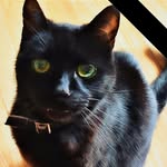 Anne Sutherland - @funpet3 - Instagram