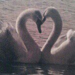 @_anneswan - Instagram
