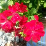 Anne Talley - @gardengirl757 - Instagram