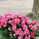 Anne Traynor - @traynor4444 - Instagram