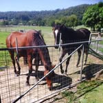Kylie Anne Troup - @racehorse.rehoming - Instagram