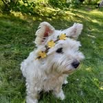 Anne Ahonen - @annevieno - Instagram
