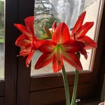 Anne Vogler - @anne.vogler.58 - Instagram