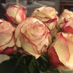 Anne Lisbet Wallenius - @walleniusanne - Instagram