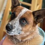 Anne Ward - @rubyannecorgi - Instagram