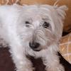 Anne Wardell219 - @lolathedog1233 - TikTok