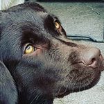 Anne Weis - @hund_und_kegel - Instagram