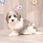 Anne Weng - Facebook
