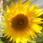 Anne Wentzel - Facebook