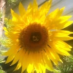 Anne Wentzel - @anne.wentzel.31 - Instagram