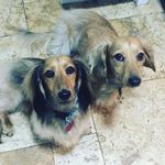 Anne Wessel - @doubledachs - Instagram