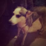 Anne Wester - @bella.husky13 - Instagram