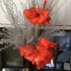 Anne-Marie Westerberg - Facebook