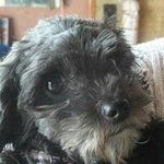 Anne Whitehead - @anne.whitehead2 - Instagram