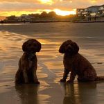 Anne Whitley - @alw41 - Instagram
