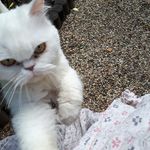 annewicke - @annewicke8 - Instagram