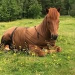 Ann Wicklund - @annwicklund - Instagram