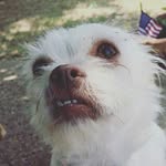 Lucy Anne Wildman - @lucyanne_the_mutt - Instagram