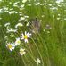 Anne Willig - Facebook