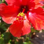 Anne Willig - @annewillig - Instagram